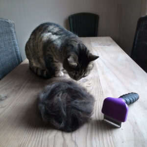 how to stop my cat from shedding