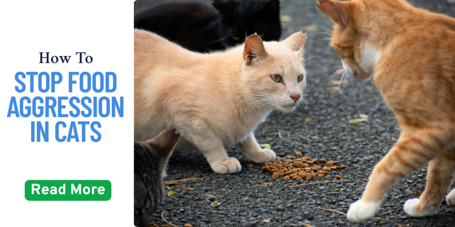 How to Stop Food Aggression in Cats