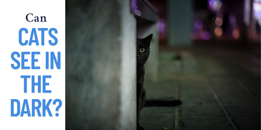 Can Cats See in the Dark