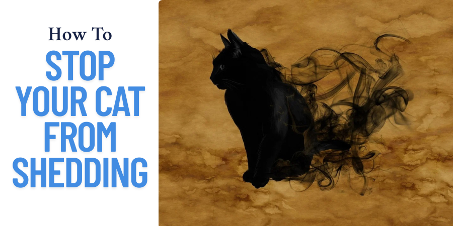 how to stop my cat from shedding