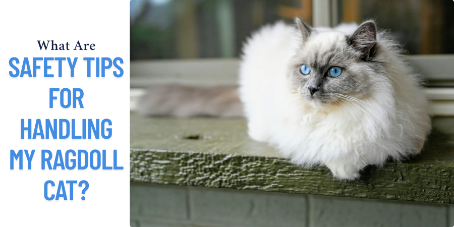 What Are Safety Tips for Handling My Ragdoll Cat