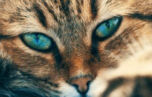 can cats see in the dark