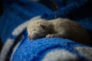 why is my kitten breathing heavy in her sleep