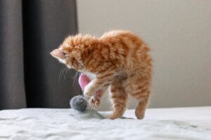 What Are Safety Tips for Handling My Ragdoll Cat