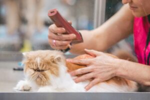 What Are Safety Tips for Handling My Ragdoll Cat